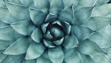 erol-ahmed-aIYFR0vbADk-unsplash