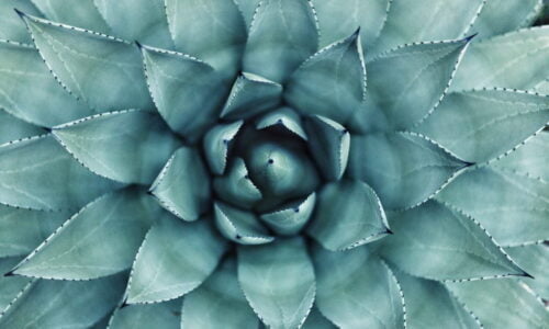 erol-ahmed-aIYFR0vbADk-unsplash erol-ahmed-aIYFR0vbADk-unsplash